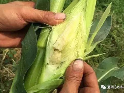 ���׶d���c�՗U��ԭ����