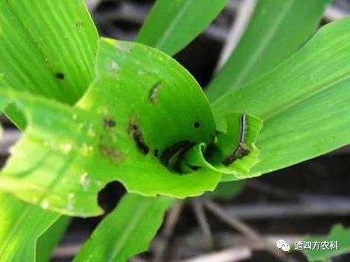 ���הQ����ô�k����ץ�o��Q��Ӱ푮a(ch��n)��!!!